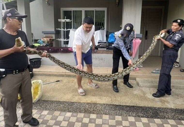 Жахливий візит: П’ятиметровий пітон проламав стелю в будинку в Таїланді та з’їв кошеня