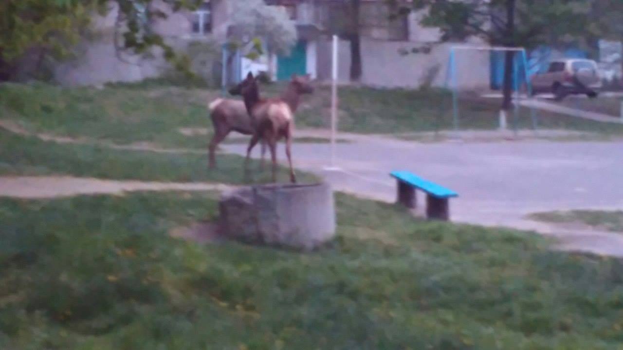 13062822_1713598388896480_111304594_o dqxikeidqxiqqeant