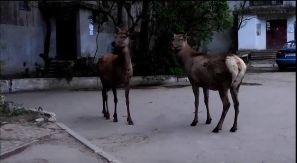 13090764_1713598798896439_76841145_o