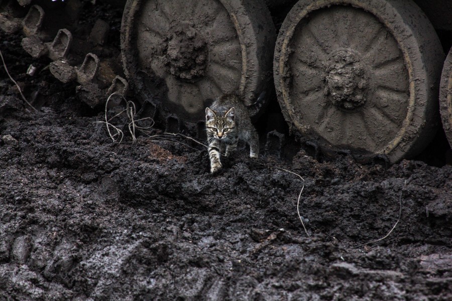  ,  ? dqxikeidqxiqqeant