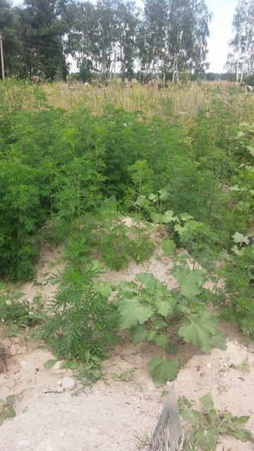 Скандал, набирающий оборот. Легенду «Правого сектора» похоронили на свалке Скандал, набирающий оборот. Легенду «Правого сектора» похоронили на свалке