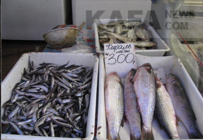  ,  ,  ,   , , ,Begemot