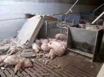 14980701_1354868851190584_2368561377069529204_n dqxikeidqxiqqeant