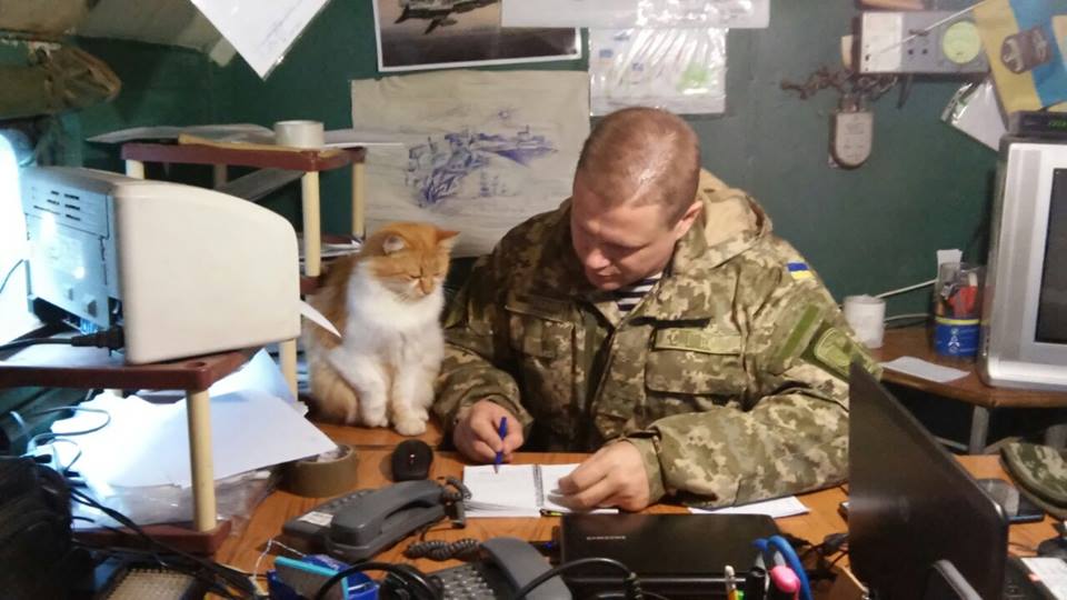 За що котам в АТО треба поставити пам’ятник-12 - фото 1 За що котам в АТО треба поставити пам’ятник-12 - фото 1 dqxikeidqxiqqeant