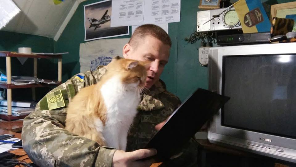 За що котам в АТО треба поставити пам’ятник-12 - фото 2 За що котам в АТО треба поставити пам’ятник-12 - фото 2