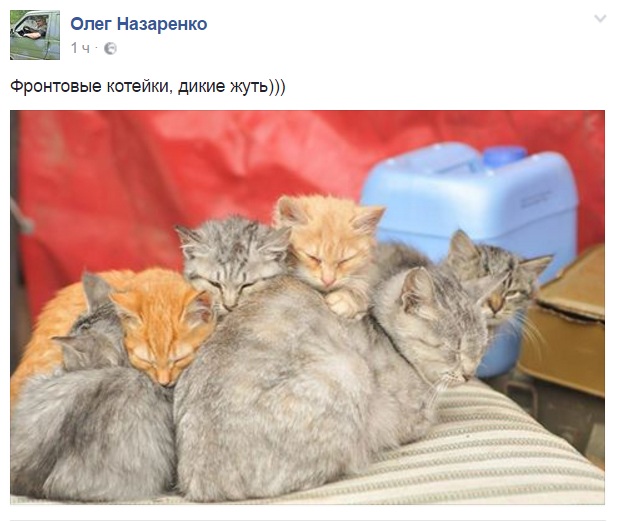 За що котам в АТО треба поставити пам’ятник-12 - фото 3 За що котам в АТО треба поставити пам’ятник-12 - фото 3