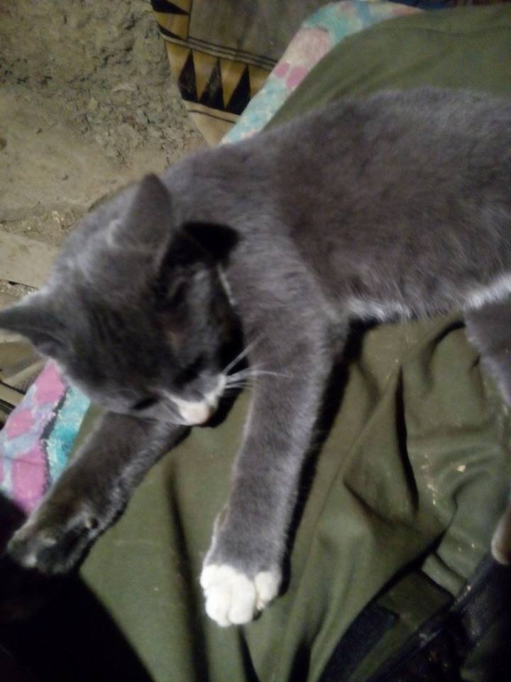 За що котам в АТО треба поставити пам’ятник-12 - фото 6 За що котам в АТО треба поставити пам’ятник-12 - фото 6