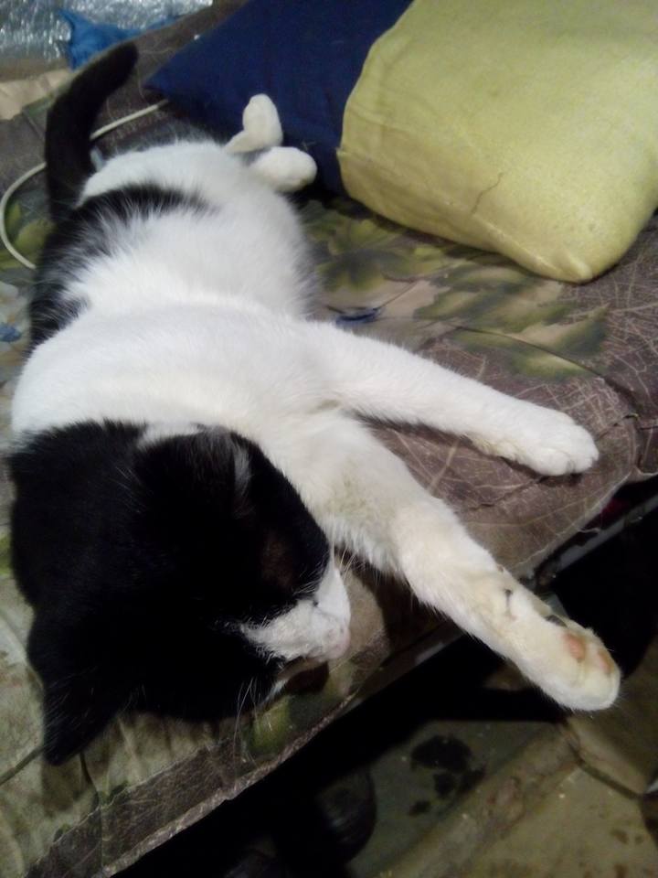 За що котам в АТО треба поставити пам’ятник-12 - фото 7 За що котам в АТО треба поставити пам’ятник-12 - фото 7