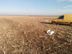 «Сафари по-коблевски»: неизвестные в поле убили более 20 белых лебедей - Copyright https://news.pn dqxikeidqxiqqeant