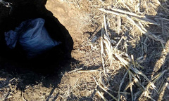 «Сафари по-коблевски»: неизвестные в поле убили более 20 белых лебедей - Copyright https://news.pn