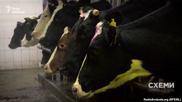 Корови допомагають селянам Хмельниччини наповнювати сімейний бюджет dqxikeidqxitkant