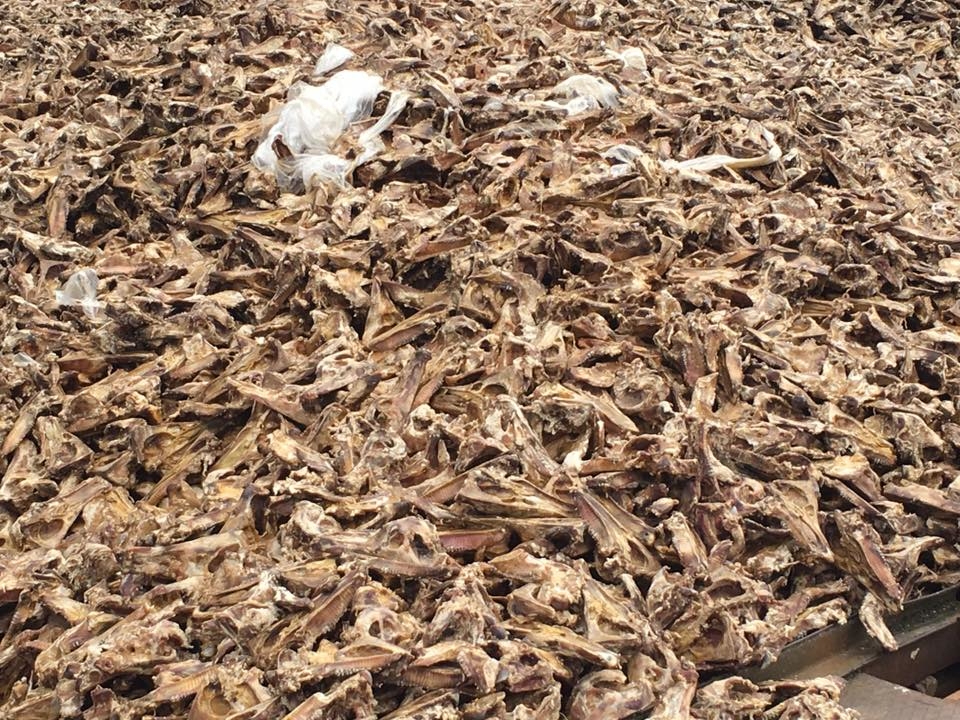 Ковельский ветсанзавод