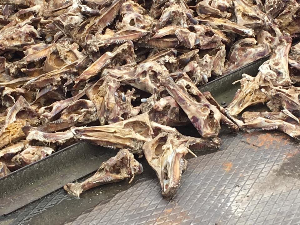 Ковельский ветсанзавод