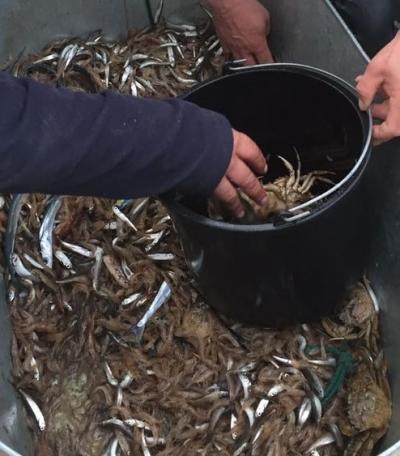 краб dqxikeidqxiqqeant