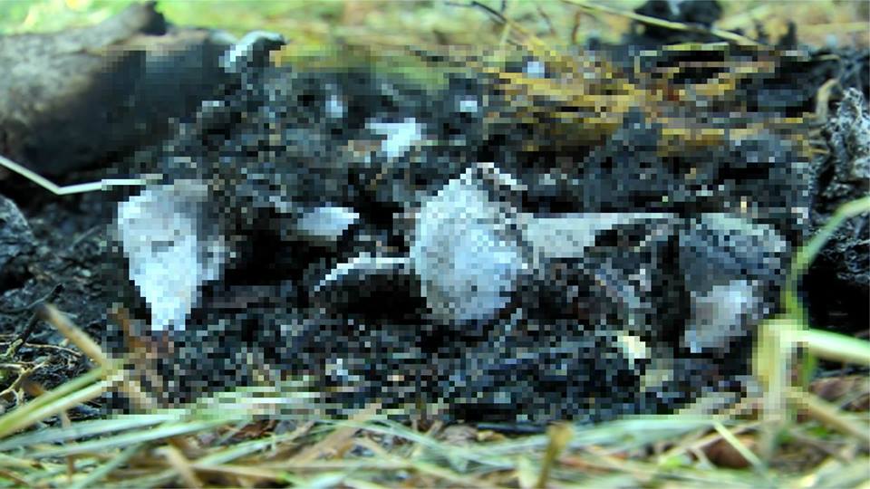 18620087_1477255625658188_8707595758657907755_n