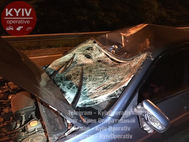 ДТП с лосем dqxikeidqxiqqeant