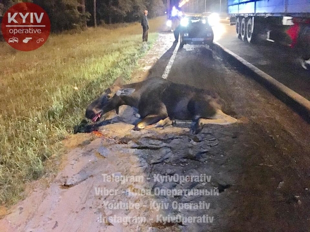 ДТП с лосем