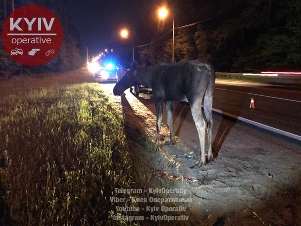 ДТП с лосем