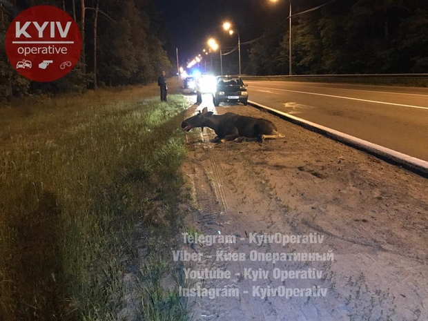 ДТП с лосем