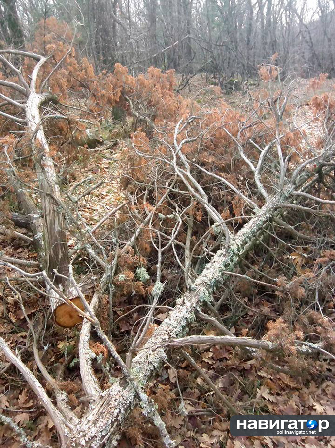 1551554_482258188549892_872432747_n