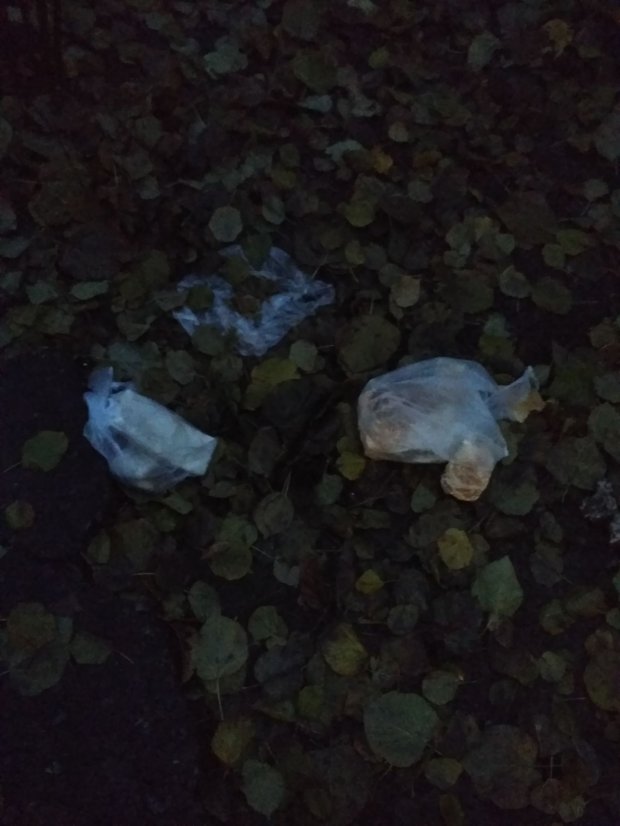 У Києві на голову викидають сміття dqxikeidqxiqqeant