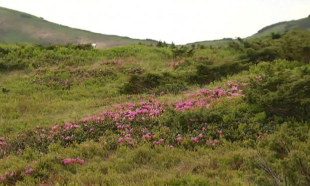 Розцвіла червона рута dqxikeidqxiqqeant