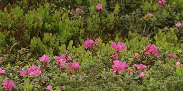 Квітка кохання – червона рута