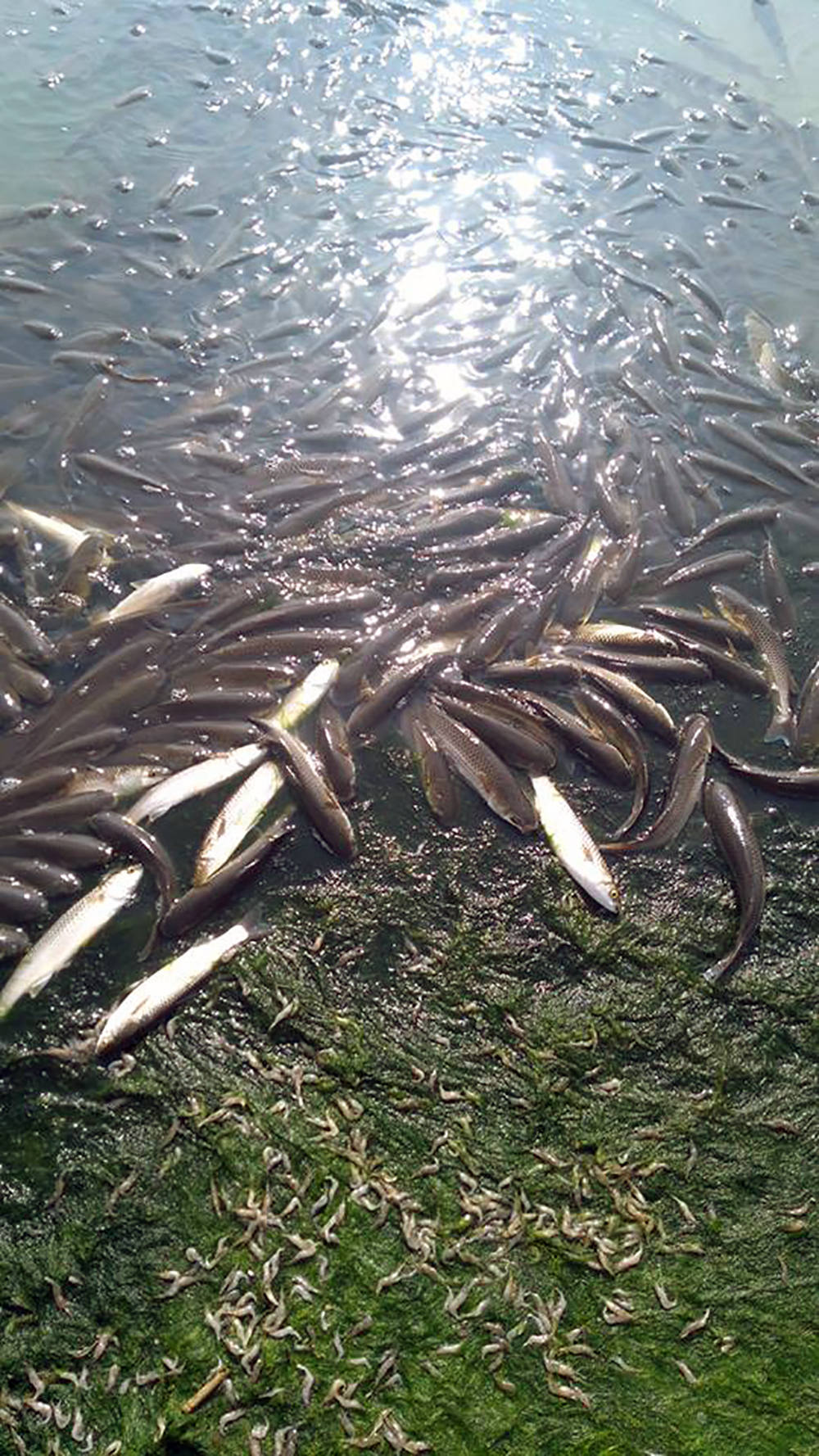 ÑкологиÑ, лиман, Ð¼Ð¾Ñ ÑÑбÑ, загÑÑзнение dqxikeidqxiqqeant