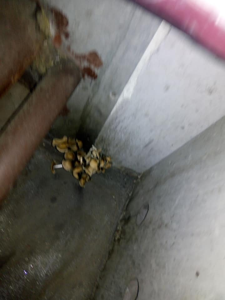 Фото: Facebook dqxikeidqxitkant