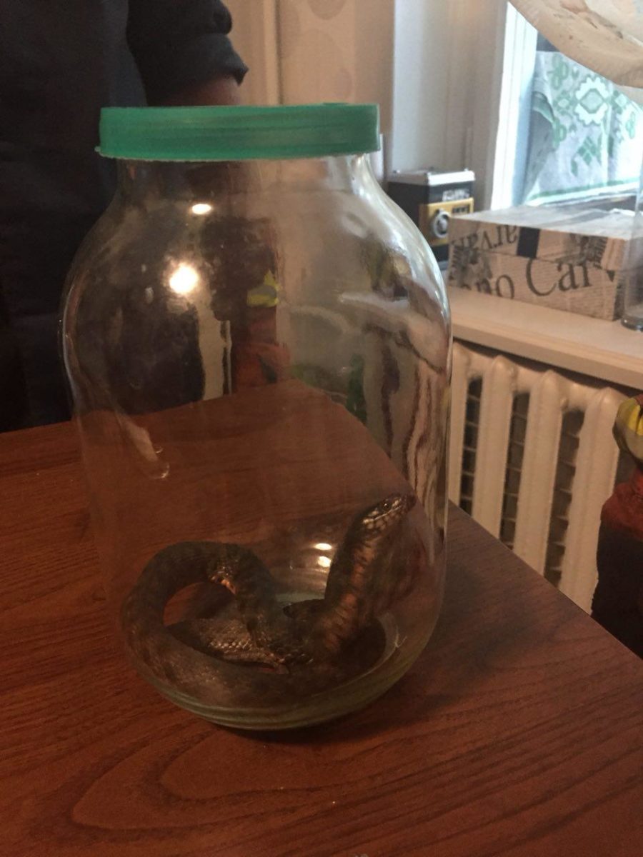 5 Ð°Ð²Ð³ÑƒÑÑ‚Ð° Ð³Ð°Ð´ÑŽÐºÐ°  dqxikeidqxitkant