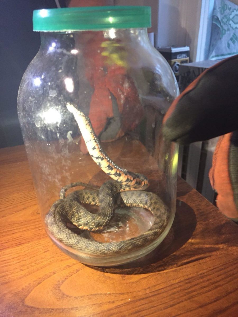 Ð¡Ð¾Ñ‚Ñ€ÑƒÐ´Ð½Ð¸ÐºÐ¸ ÑÐ¿ÐµÑ†ÑÐ»ÑƒÐ¶Ð±Ñ‹ Ð±Ñ‹ÑÑ‚Ñ€Ð¾ ÑƒÑÑ‚Ð°Ð½Ð¾Ð²Ð¸Ð»Ð¸ Ð¼ÐµÑÑ‚Ð¾Ð½Ð°Ñ…Ð¾Ð¶Ð´ÐµÐ½Ñ‚Ðµ Ð½ÐµÐ·Ð²Ð°Ð½Ð½Ð¾Ð³Ð¾ Ð³Ð¾ÑÑ‚Ñ Ð¸ Ð·Ð°ÐºÑ€Ñ‹Ð»Ð¸ Ð² Ð±Ð°Ð½ÐºÐµ