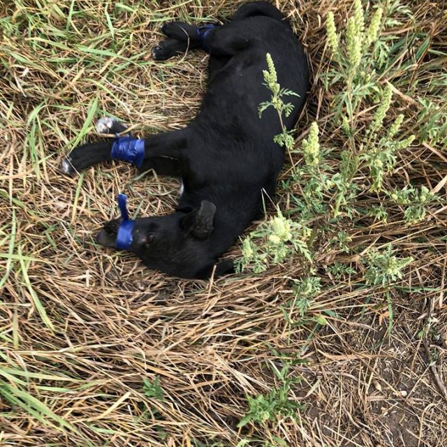 В Днепре нелюди обрекли собаку на мучительную смерть: фото dqxikeidqxiqqeant