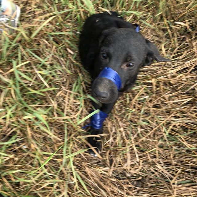 В Днепре нелюди обрекли собаку на мучительную смерть: фото