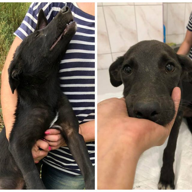 В Днепре нелюди обрекли собаку на мучительную смерть: фото