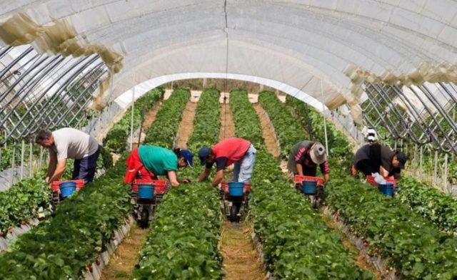 заробитчане