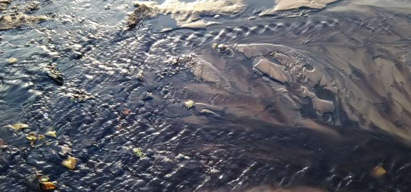 Фиолетовое море и вонь: в Крыму заговорили о новой ÑкологичеÑкой катаÑтрофе dqxikeidqxitkant