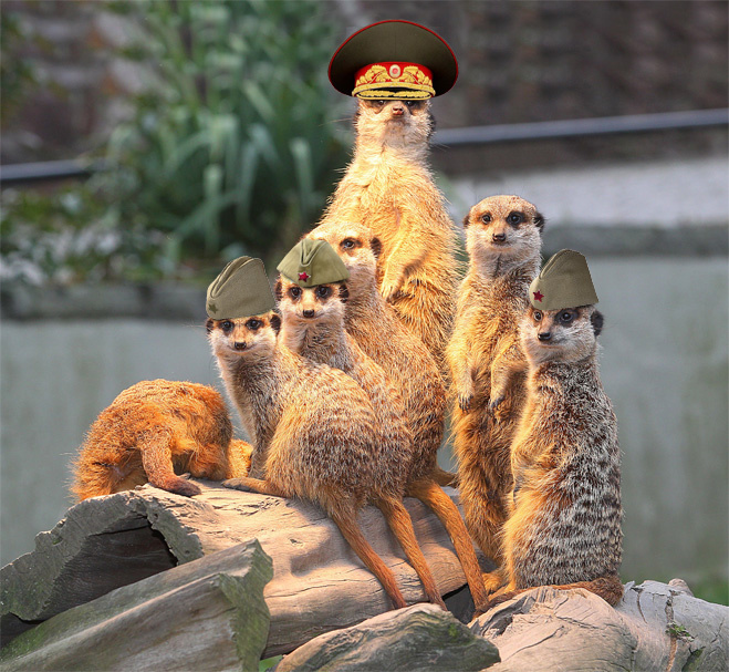 Image 11373 Image 11373