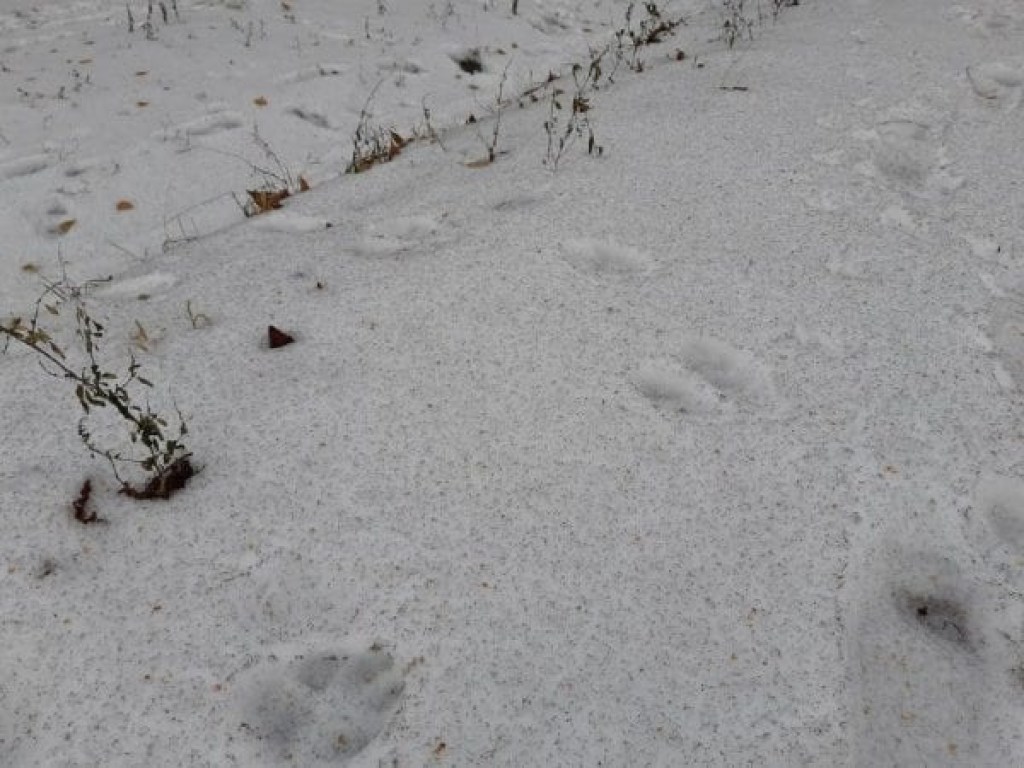 Ð ÐÑивом Роге вÑпал кÑоваво-кÑаÑнÑй и ÑеÑнÑй Ñнег: ÑоÑо аномалии dqxikeidqxiqqeant