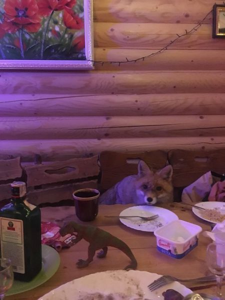 ’’Схватил и потащил’’: на Прикарпатье произошло жуткое ЧП с медведем. Фотофакт dqxikeidqxiqqeant