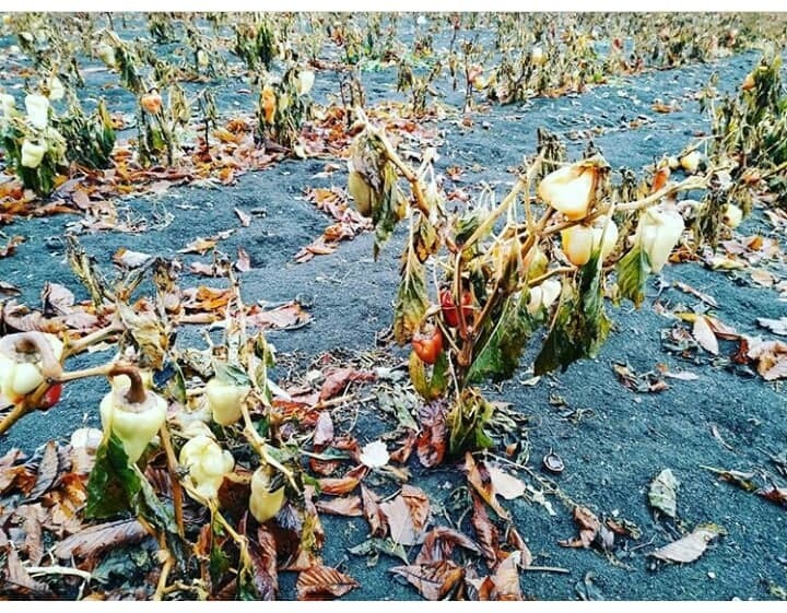 Все гниет: в Донецке показали гибель ’’детища’’ экс-главаря ’’ДНР’’ Захарченко