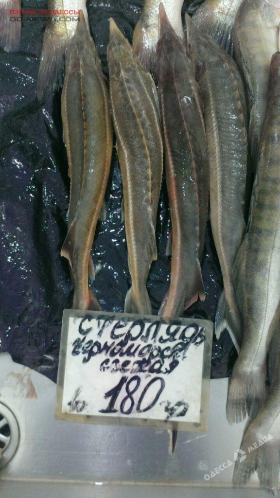 ÐÐ° Ð»ÐµÐ³ÐµÐ½Ð´Ð°Ñ€Ð½Ð¾Ð¼ "ÐŸÑ€Ð¸Ð²Ð¾Ð·Ðµ" Ð² ÐžÐ´ÐµÑÑÐµ Ð·Ð°Ð¼ÐµÑ‚Ð¸Ð»Ð¸ ÐºÑ€Ð°ÑÐ½Ð¾ÐºÐ½Ð¸Ð¶Ð½ÑƒÑŽ ÑÑ‚ÐµÑ€Ð»ÑÐ´ÑŒ dqxikeidqxitkant