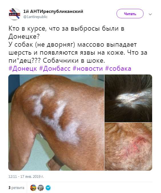 ÐÑÑеÑÑÐ°Ñ Ñобака dqxikeidqxiqqeant