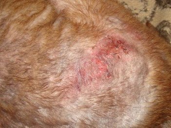 ÐÑÑеÑÑÐ°Ñ Ñобака