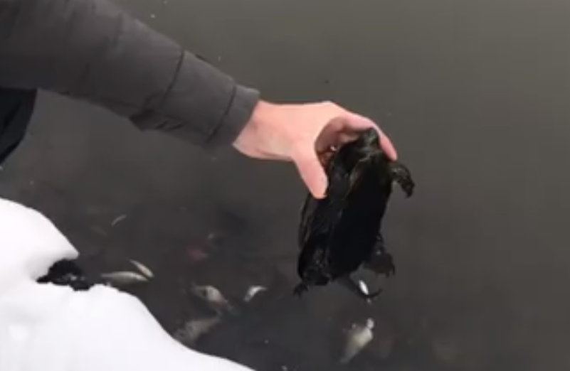 ’’   ’’:       dqxikeidqxiqqeant