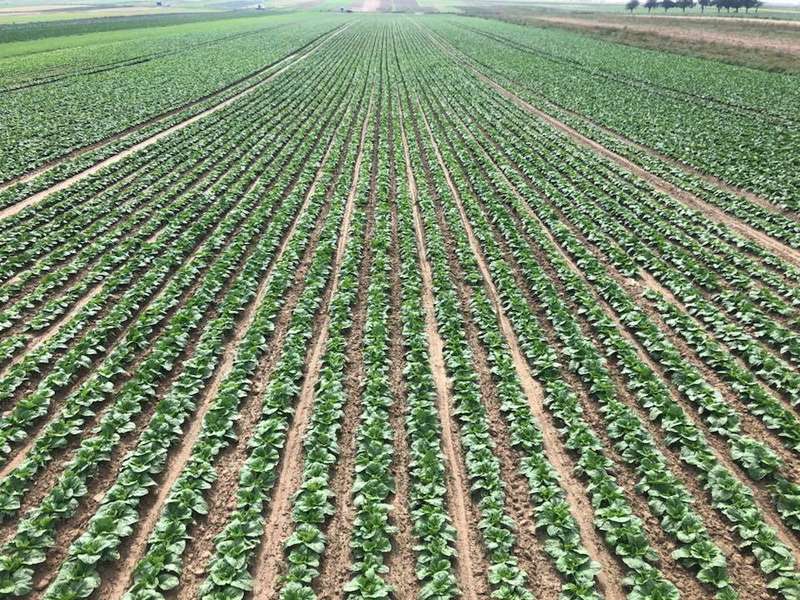 Поле господарства Міхала Колодейчака dqxikeidqxiqxxant