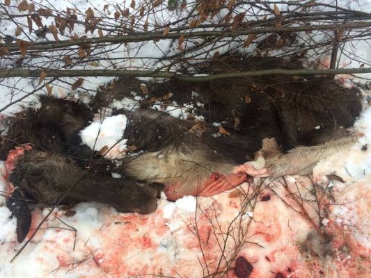 1 43555609 2 dqxikeidqxitkant