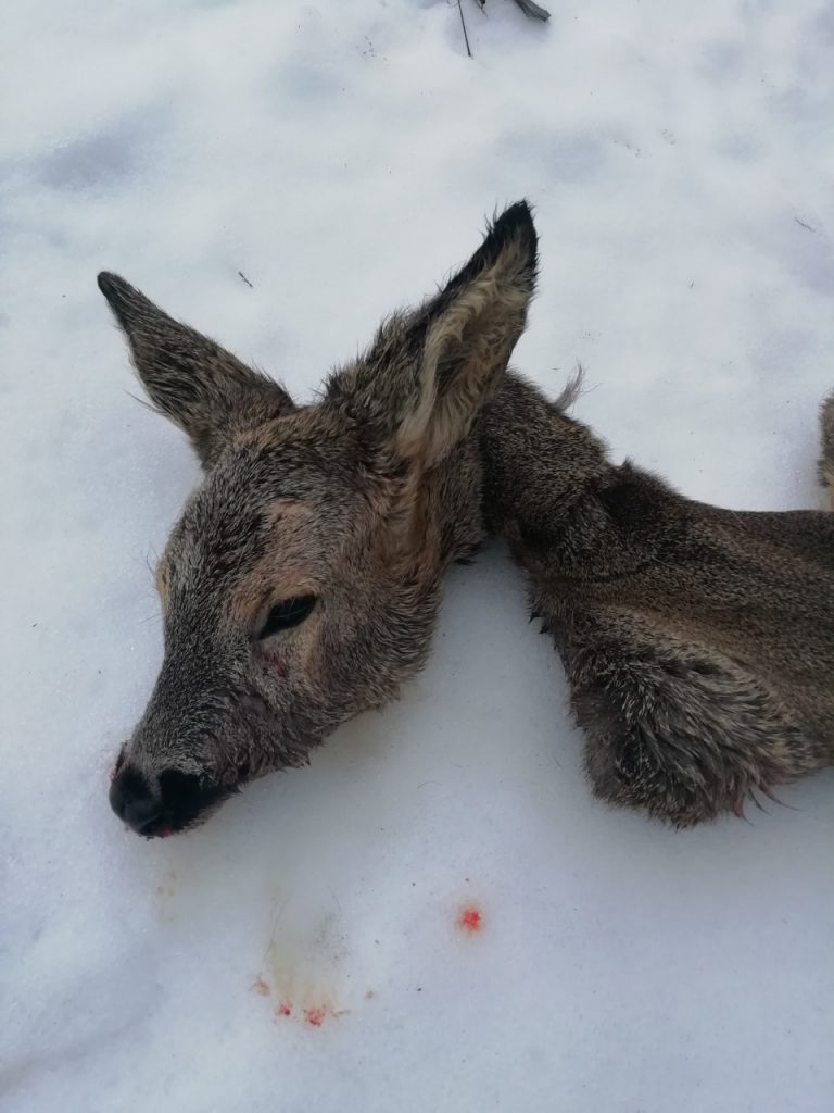 2019 02 07 brakon 1 dqxikeidqxitkant