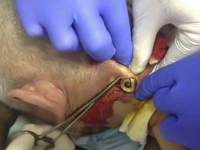 Та сама куля