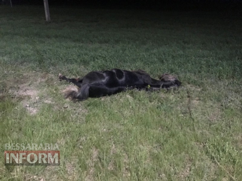 На выезде из Измаила пьяный водитель на "девятке" убил лошадь На выезде из Измаила пьяный водитель на "девятке" убил лошадь