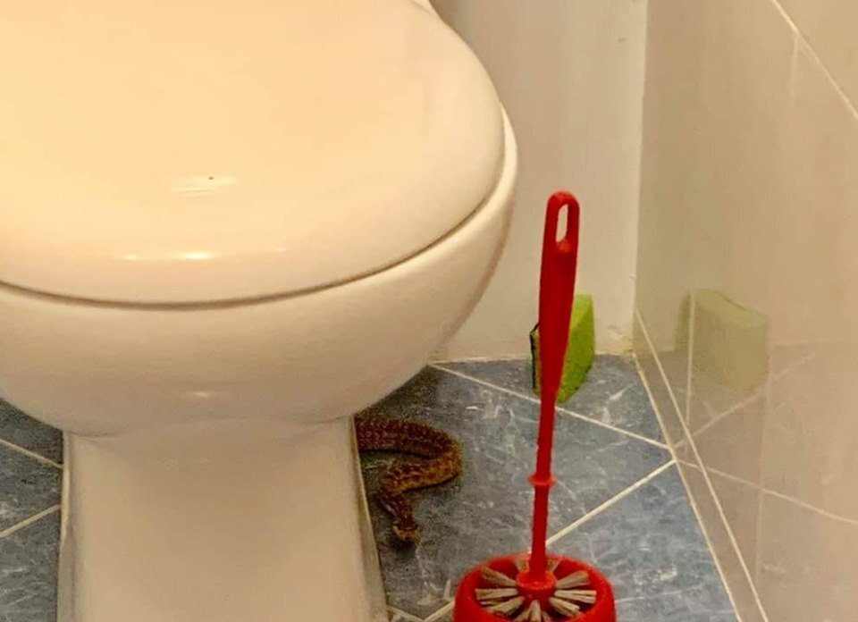 Ðмеи в ÐдеÑÑе dqxikeidqxitkant